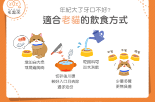 4種老貓飲食方式