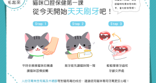 幫貓刷牙，簡單三步驟