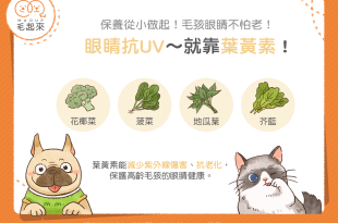 貓狗可食用的富含葉黃素蔬菜
