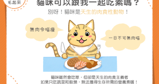 貓咪可以吃素食嗎？