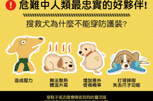 【地震注意報】人類最忠實的好夥伴－搜救犬不能穿防護裝？