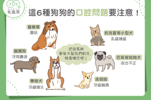 要注意口腔問題的6種狗狗