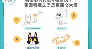 貓貓心情好的四種表現