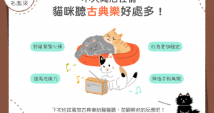 貓咪聽古典樂的四種好處