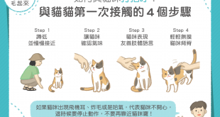 與貓咪接觸的4個步驟