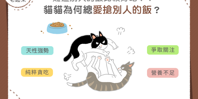 【毛孩行為學】貓貓為何總愛搶別人的飯？ 難道別人的飯比較好吃？！